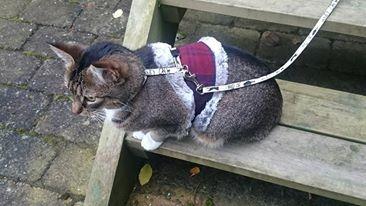 Blanding af racer Casimir (den tredie) billede 5