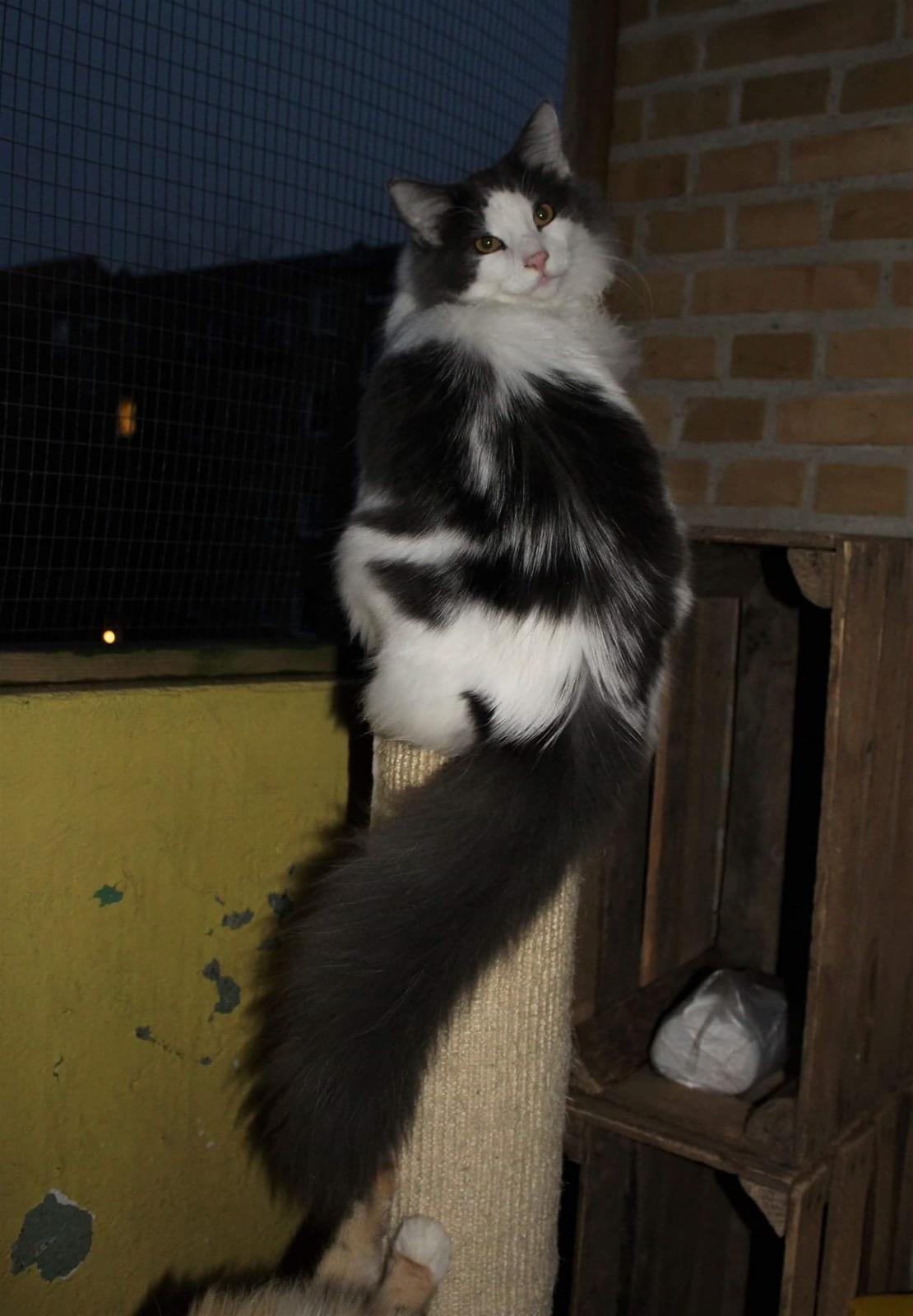 Norsk Skovkat DK Achilla Layla's Ekko billede 2