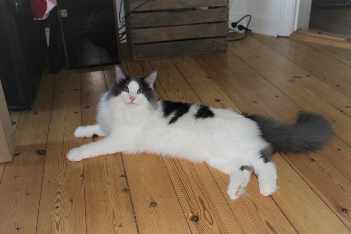 Norsk Skovkat DK Achilla Layla's Ekko billede 44