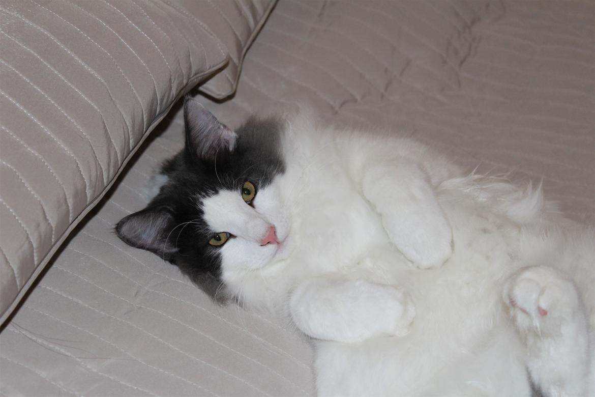 Norsk Skovkat DK Achilla Layla's Ekko billede 38