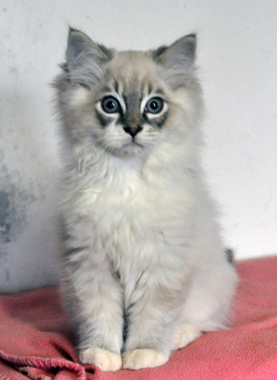 Ragdoll Shady Acres Fairfax billede 1