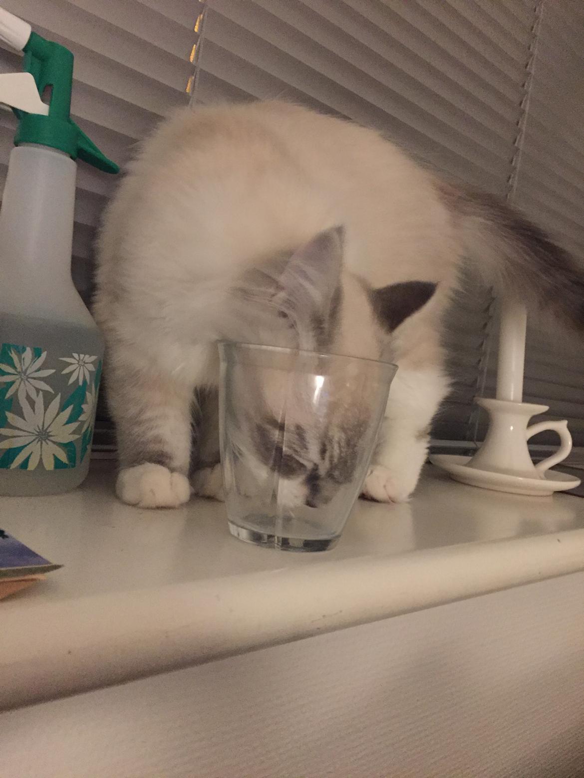 Ragdoll Shady Acres Fairfax billede 11