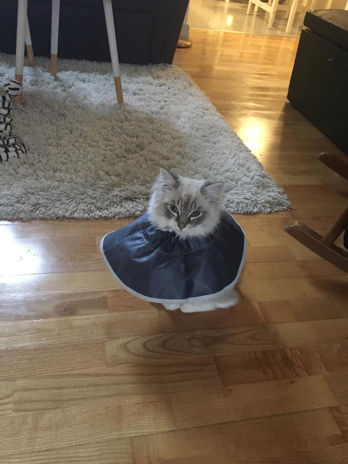 Ragdoll Shady Acres Fairfax billede 12