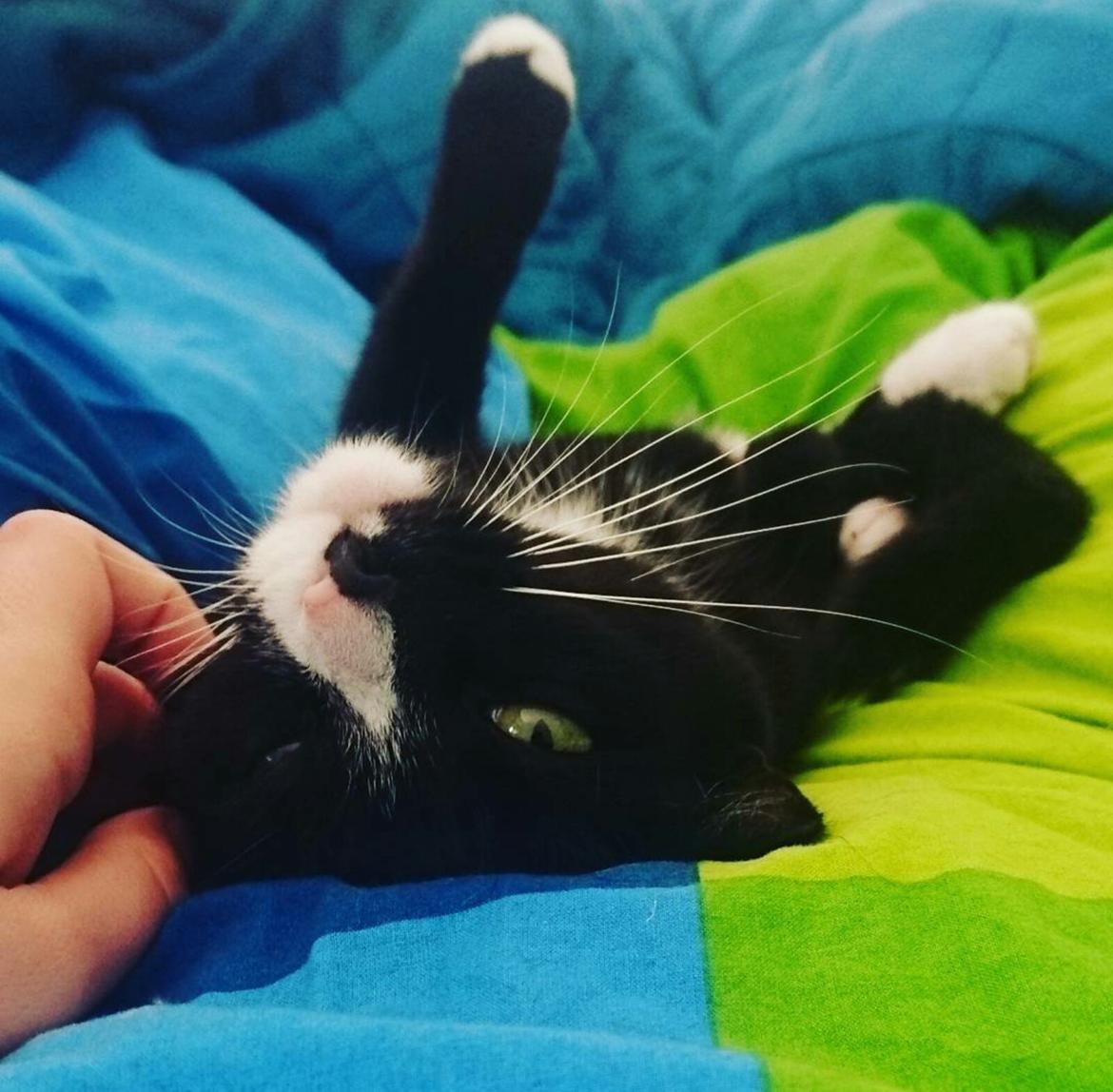 Huskat (Frk.) Karen (Blixen) billede 1