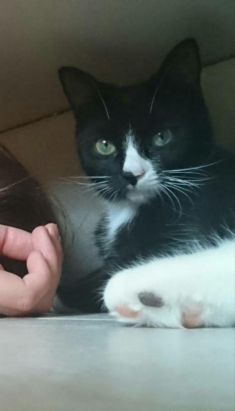 Huskat (Frk.) Karen (Blixen) billede 4