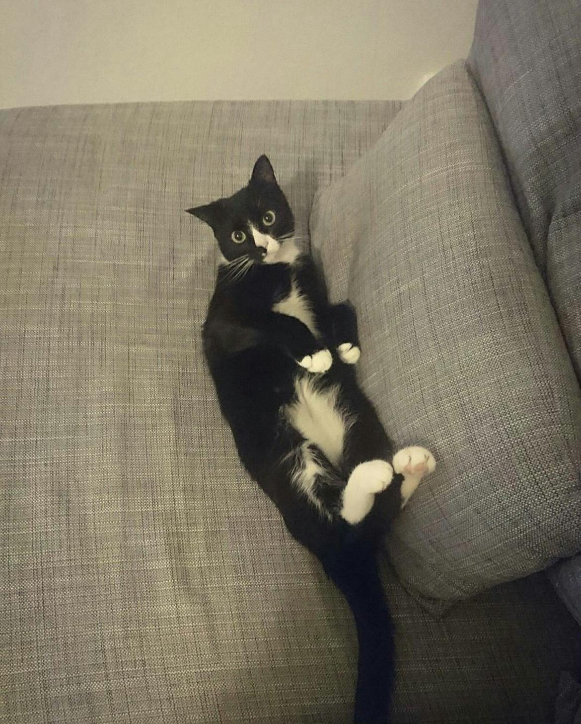 Huskat (Frk.) Karen (Blixen) billede 8