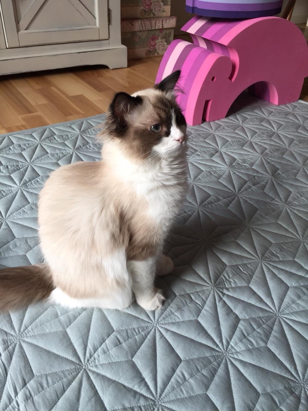 Ragdoll Ronja billede 1