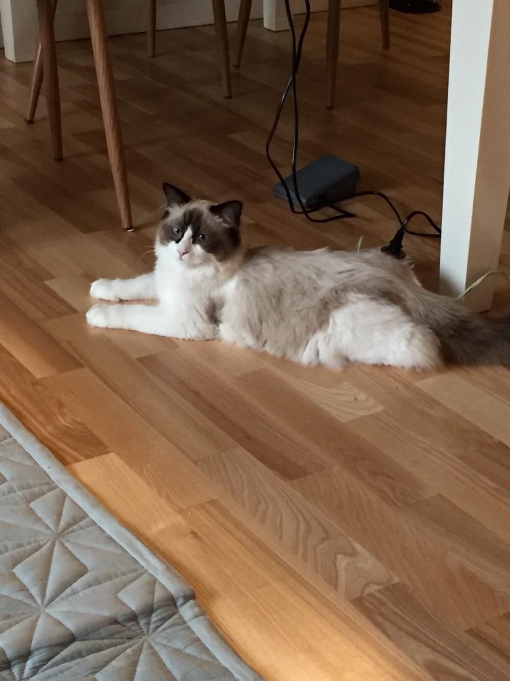Ragdoll Ronja billede 3