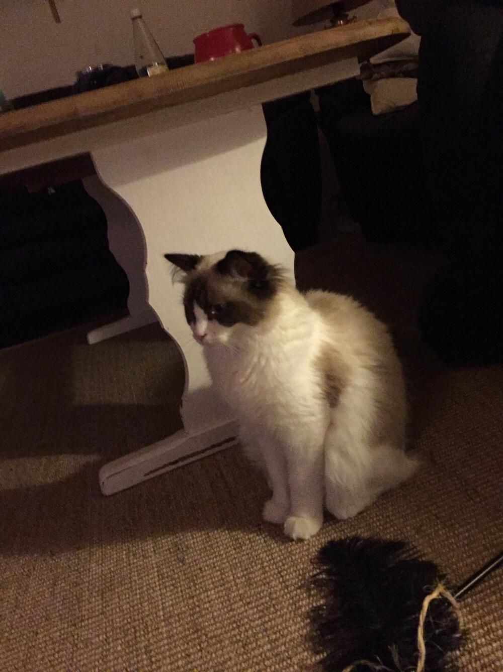 Ragdoll Ronja billede 4