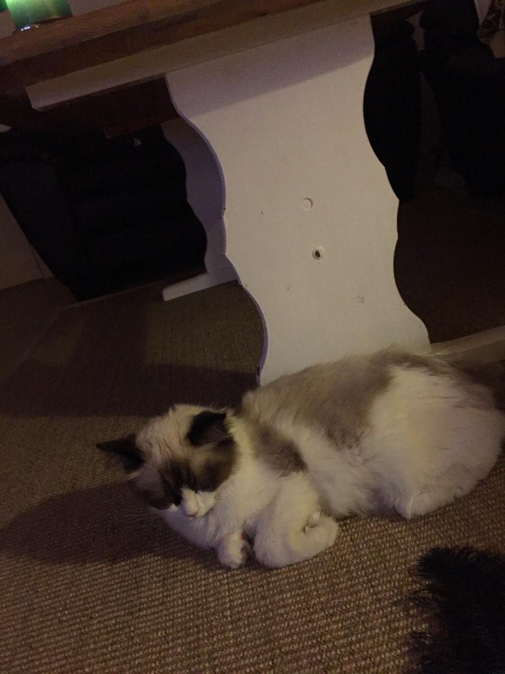 Ragdoll Ronja billede 5