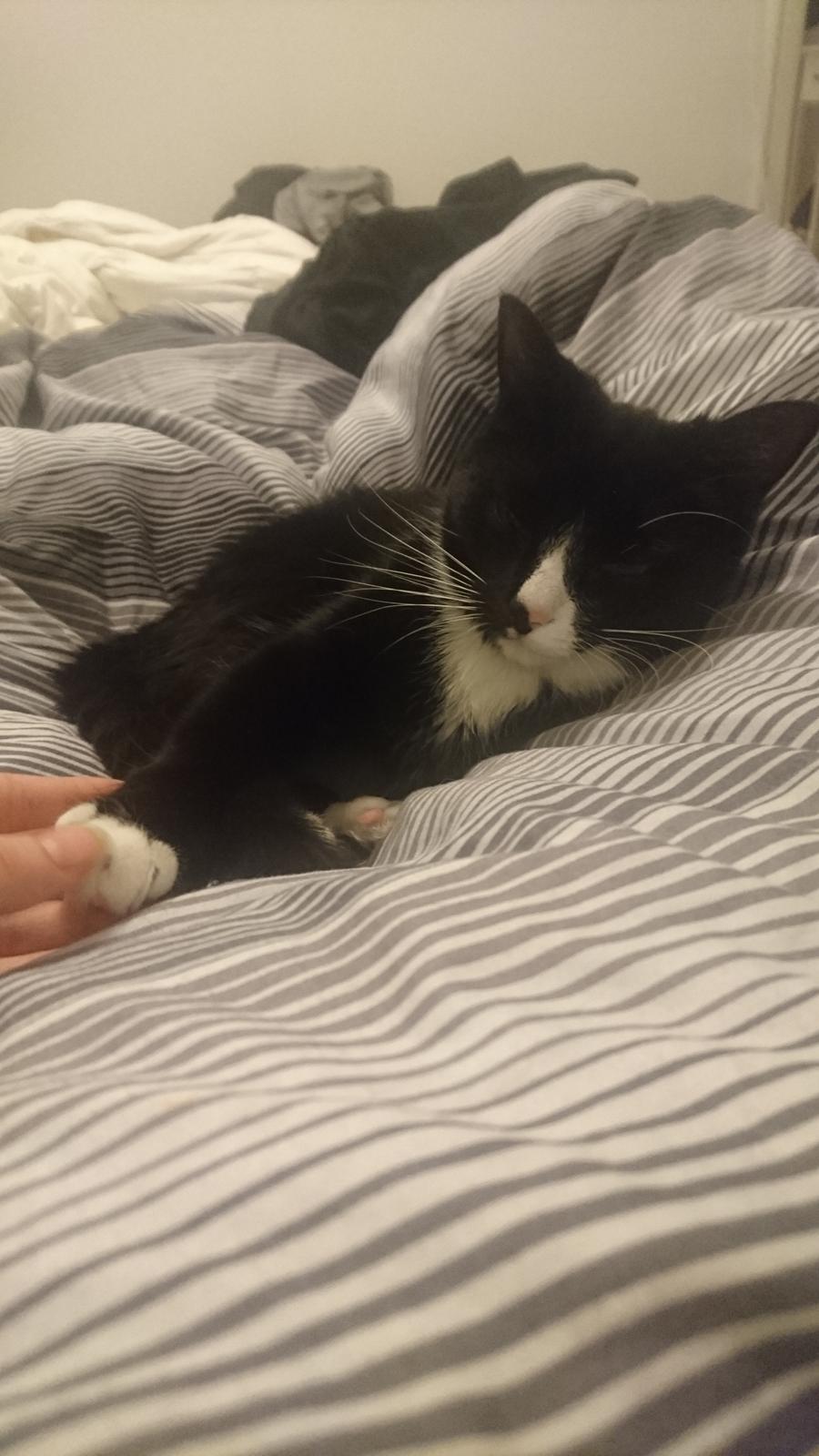 Huskat (Frk.) Karen (Blixen) billede 10