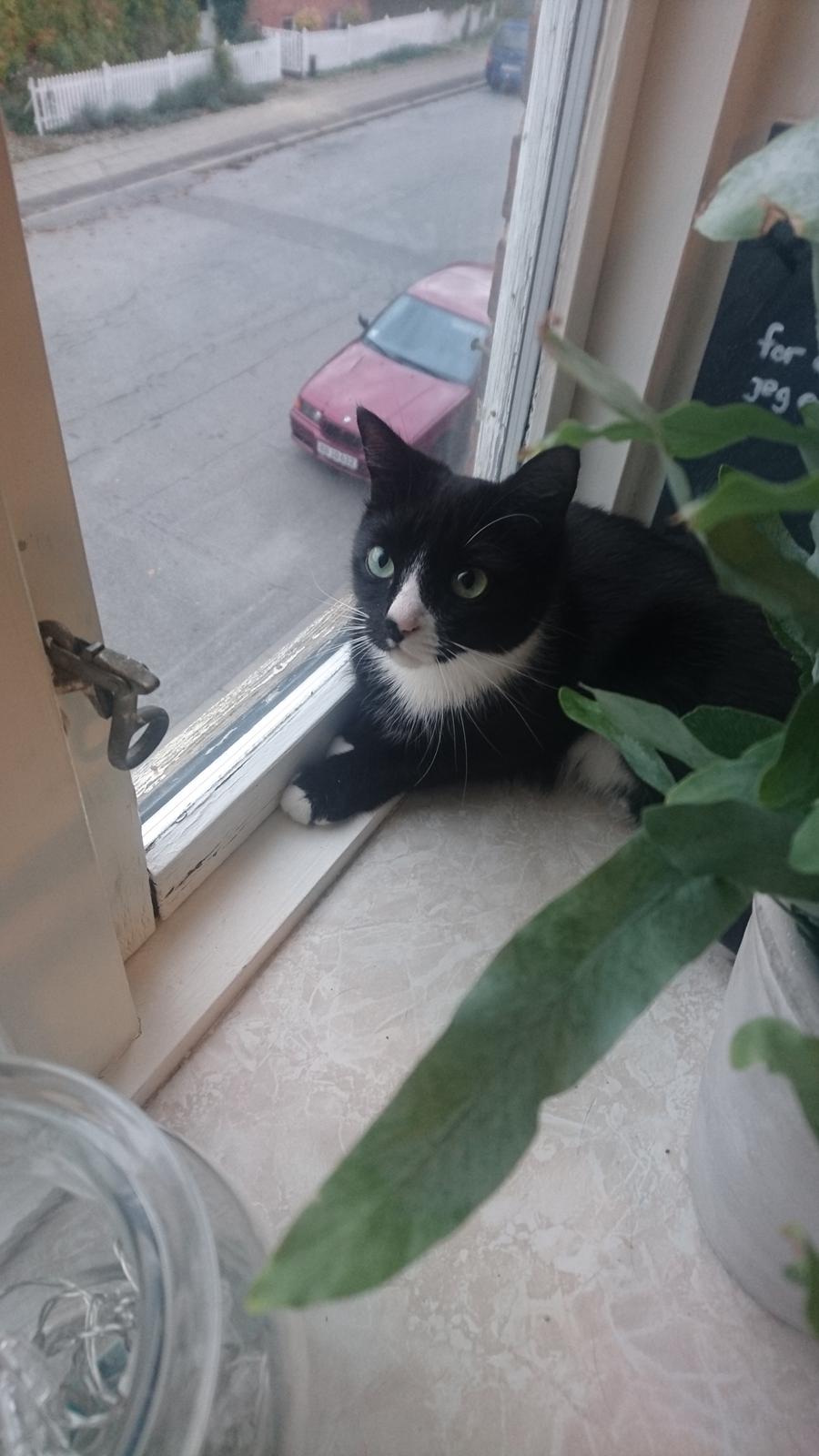 Huskat (Frk.) Karen (Blixen) billede 11