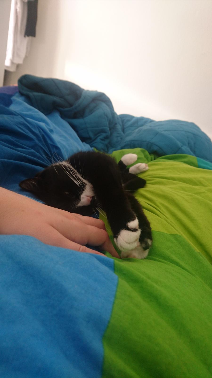 Huskat (Frk.) Karen (Blixen) billede 12