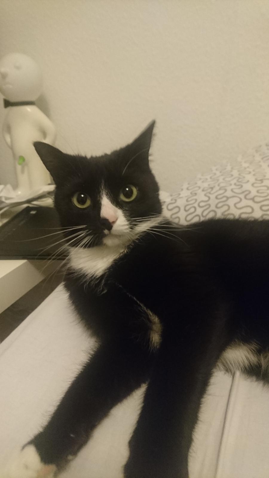 Huskat (Frk.) Karen (Blixen) billede 13