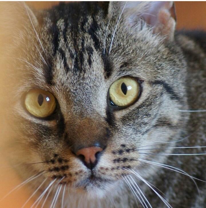 Huskat Felix Rex (himmelkat) billede 21