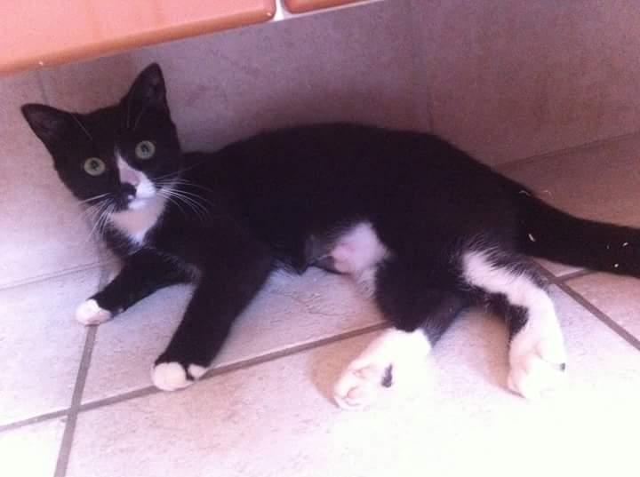 Huskat (Frk.) Karen (Blixen) - som ny neutraliseret viste hun gerne sin nøgne mave  billede 14