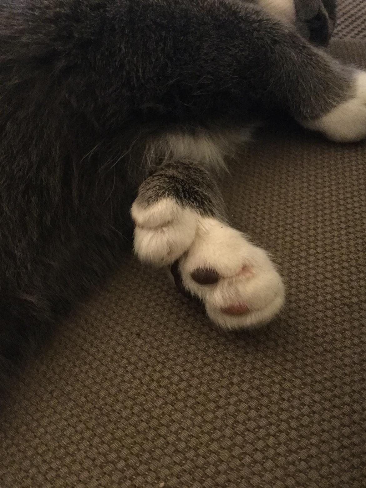 Blanding af racer Gizmo billede 8