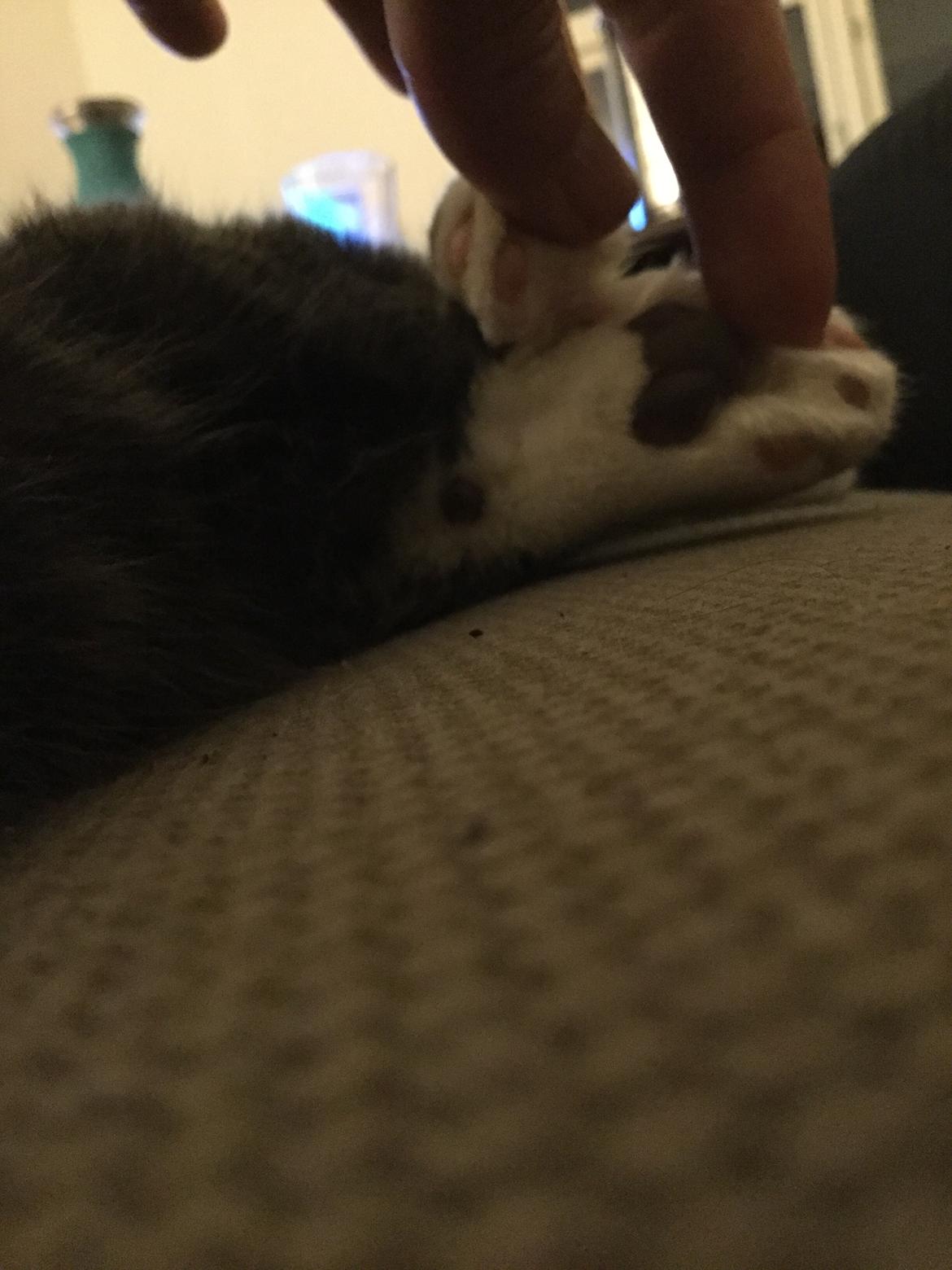 Blanding af racer Gizmo billede 10