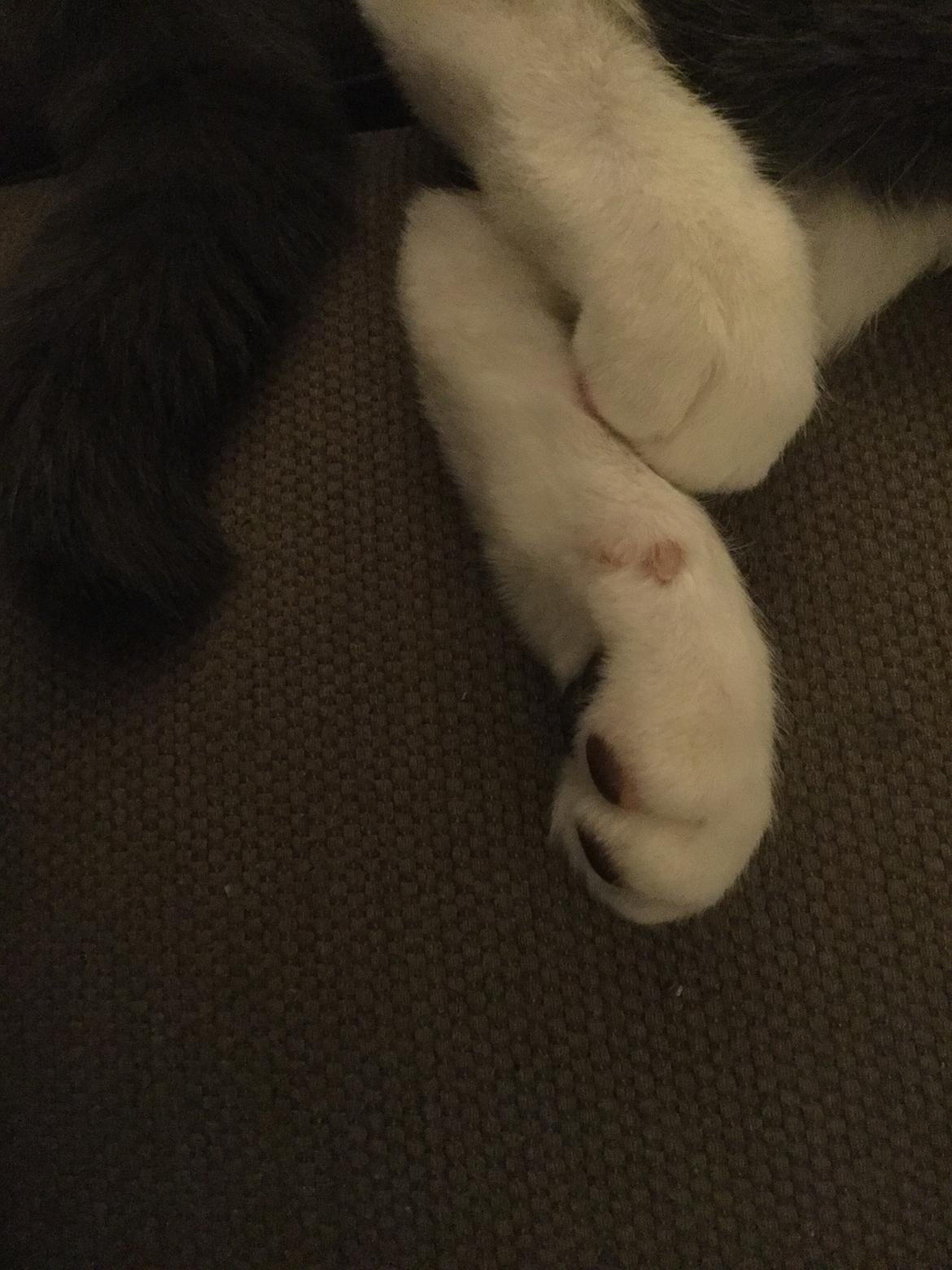 Blanding af racer Gizmo billede 11