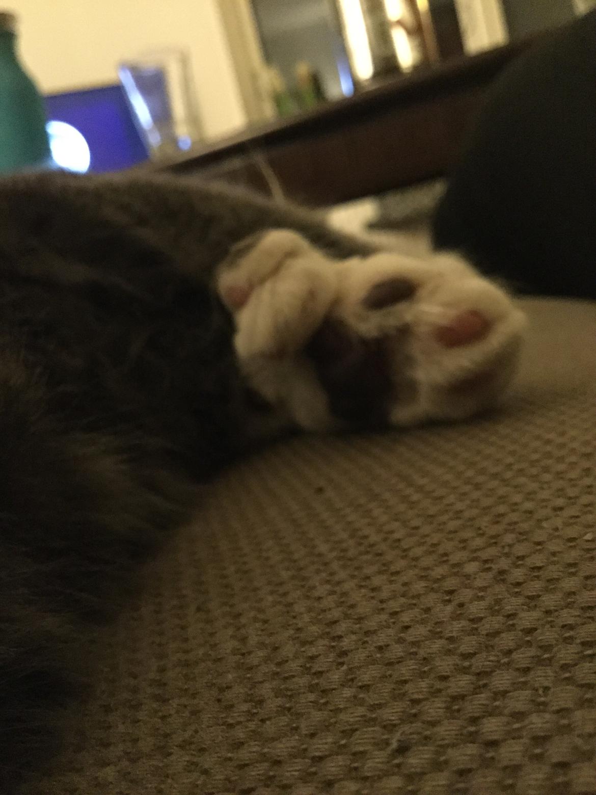 Blanding af racer Gizmo billede 9