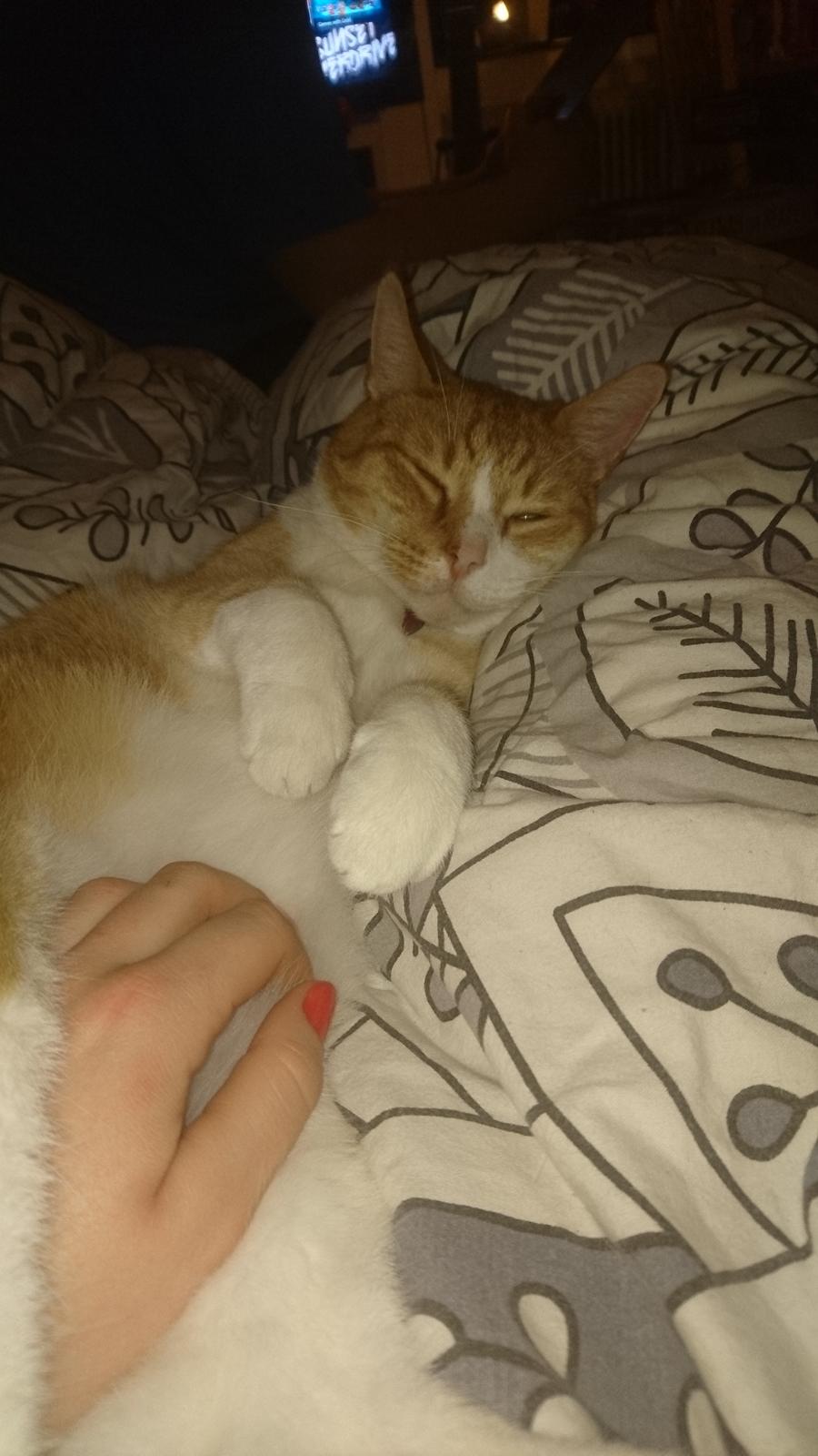 Huskat Manse billede 6