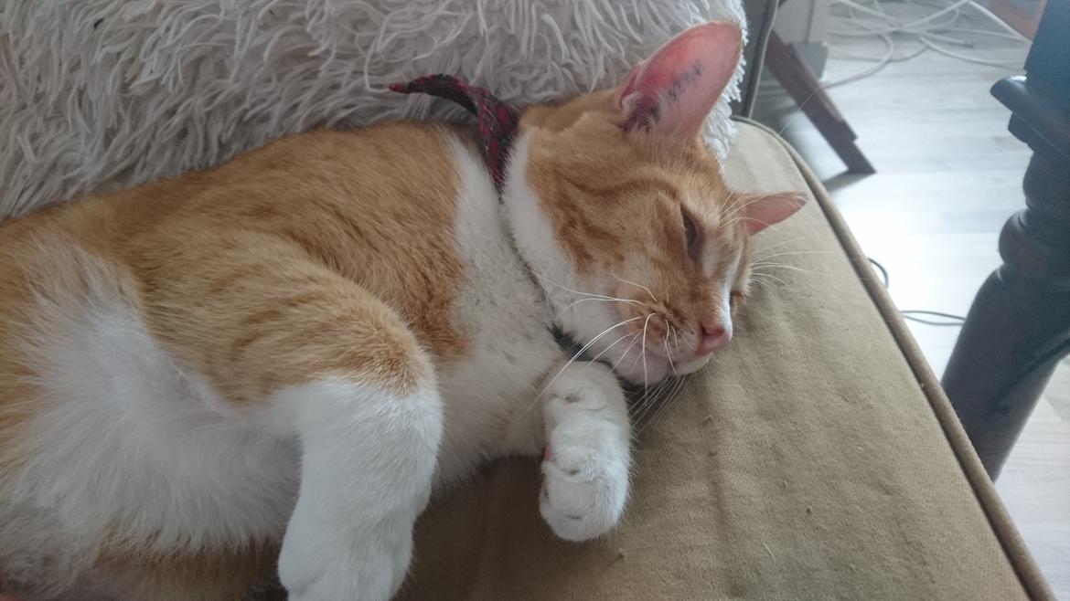 Huskat Manse billede 8