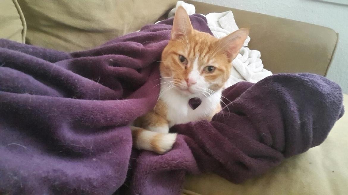 Huskat Manse billede 5