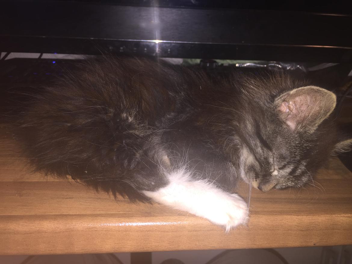 Blanding af racer Pico billede 1