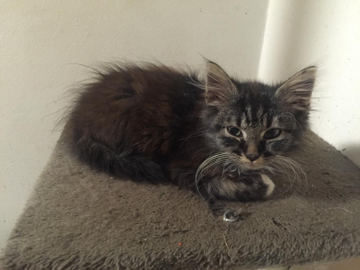 Blanding af racer Pico billede 3