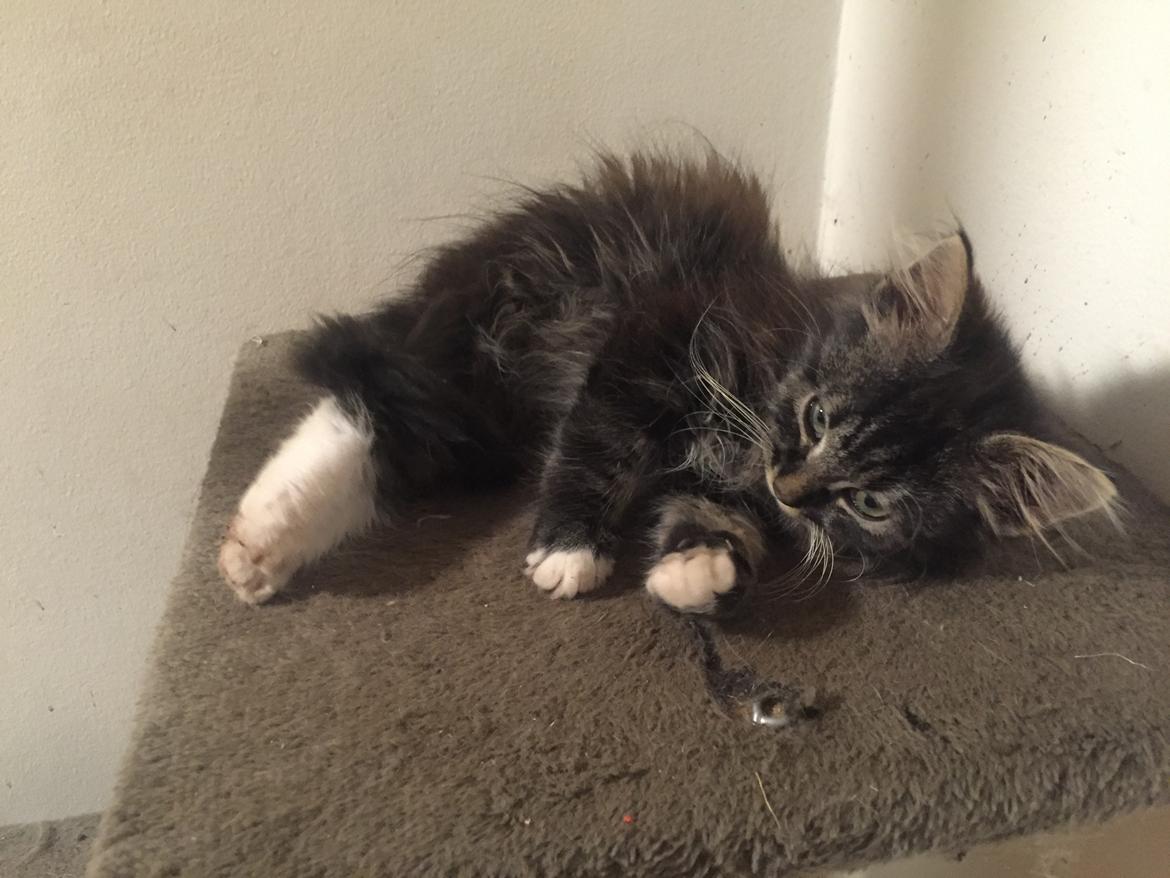 Blanding af racer Pico billede 4