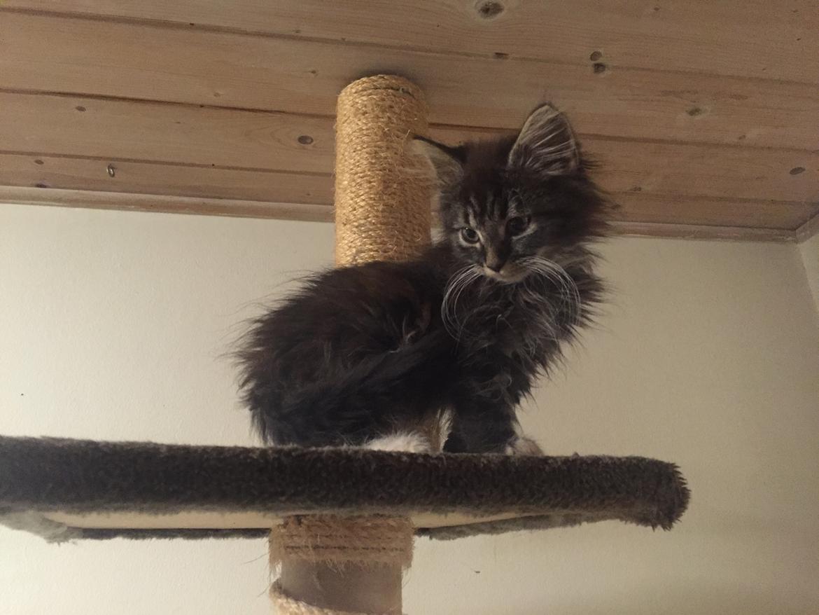 Blanding af racer Pico billede 2