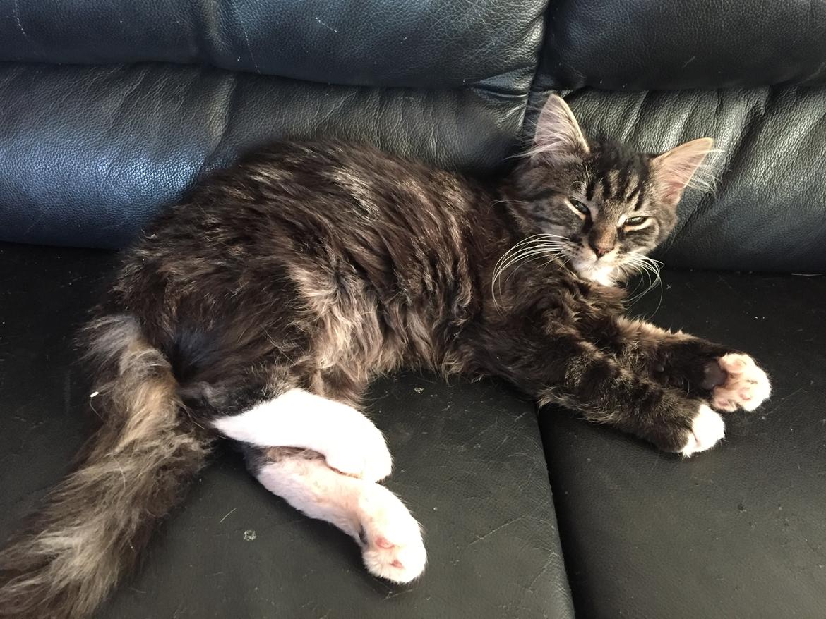 Blanding af racer Pico billede 5