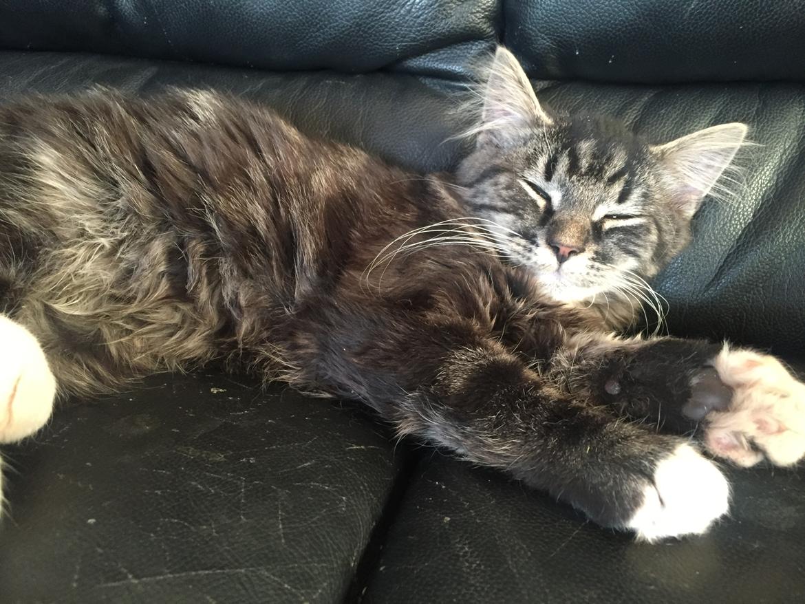 Blanding af racer Pico billede 6