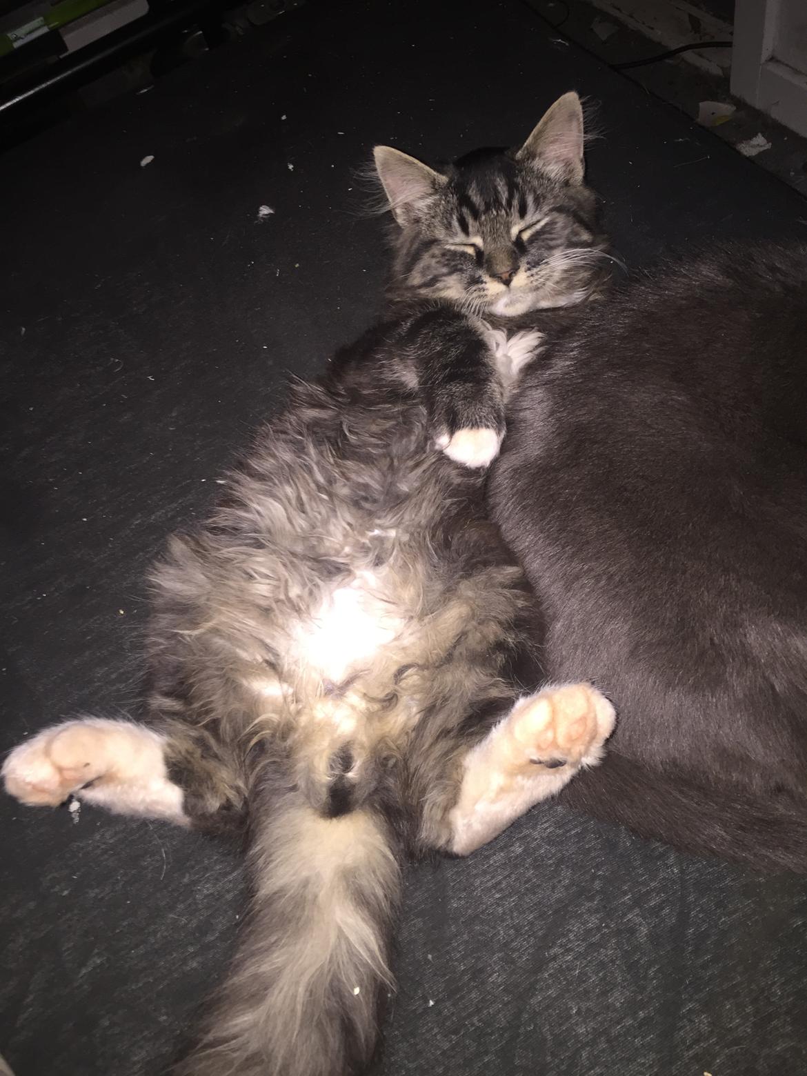 Blanding af racer Pico billede 7