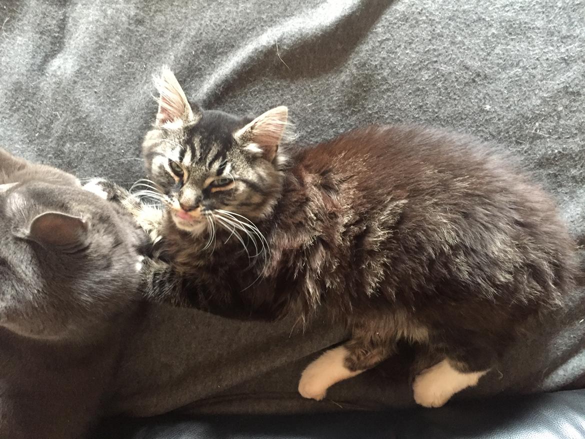 Blanding af racer Pico billede 8