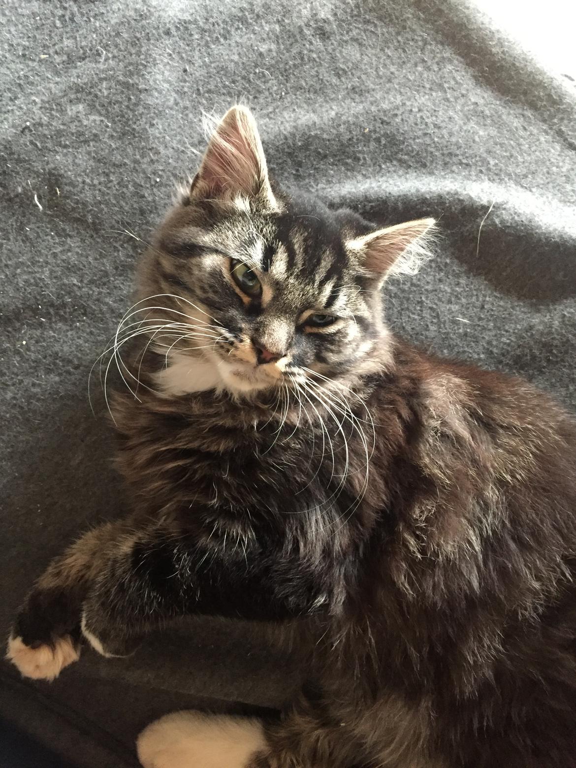 Blanding af racer Pico billede 9