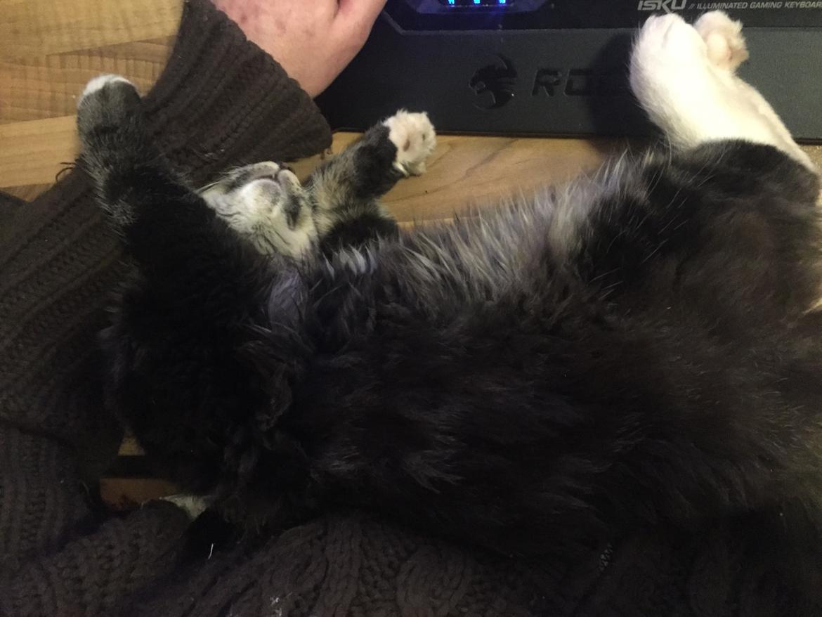 Blanding af racer Pico billede 10