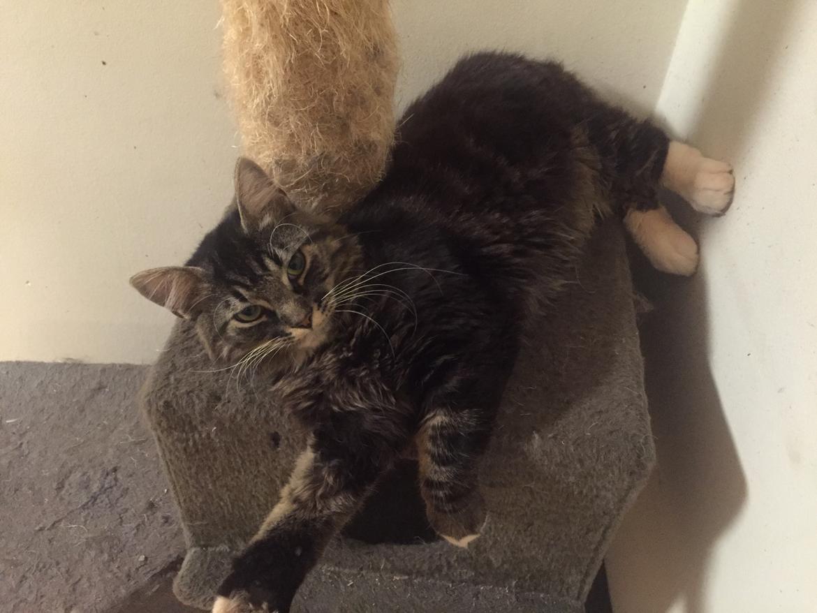 Blanding af racer Pico billede 11