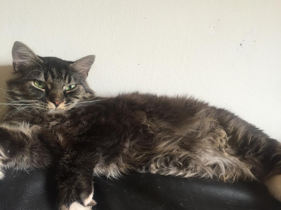 Blanding af racer Pico billede 12