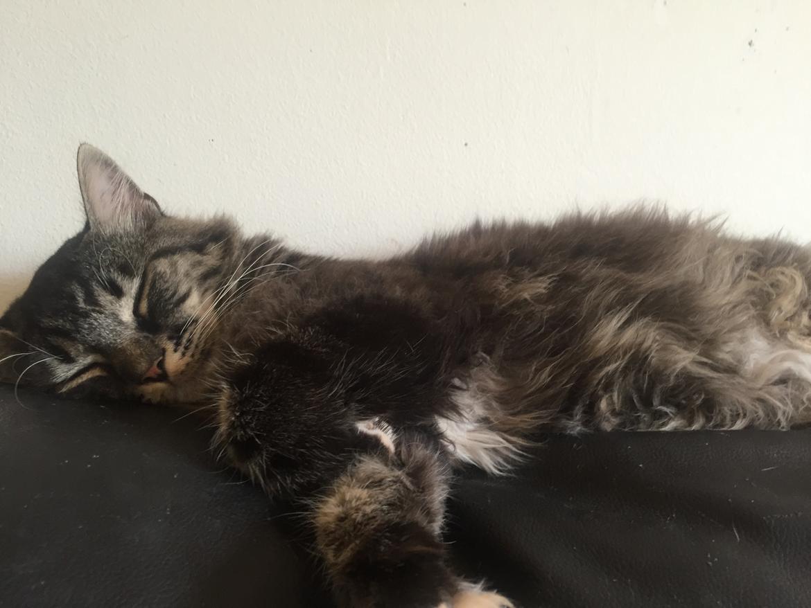 Blanding af racer Pico billede 13