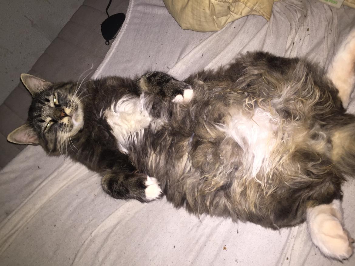 Blanding af racer Pico billede 14