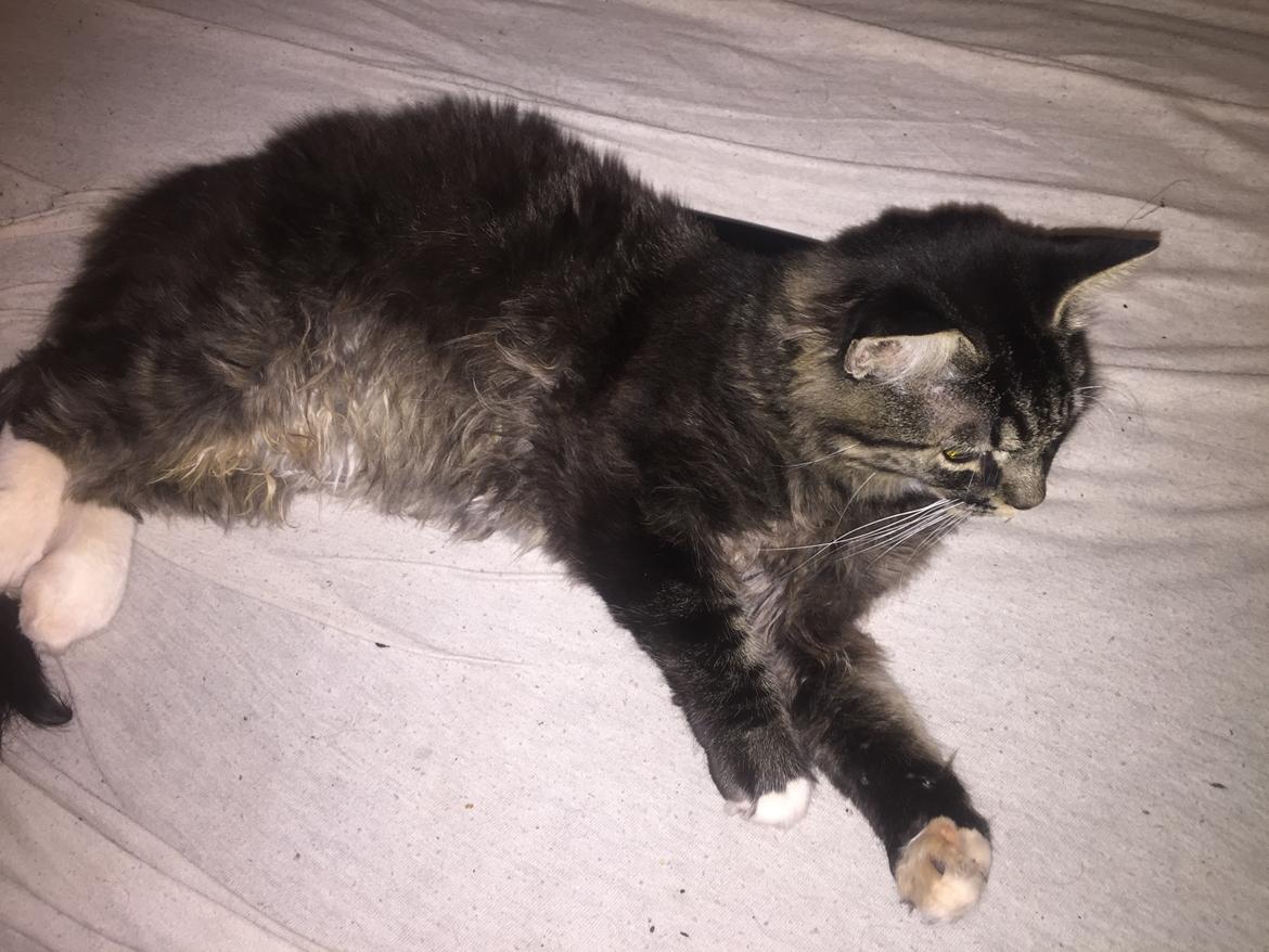 Blanding af racer Pico billede 15