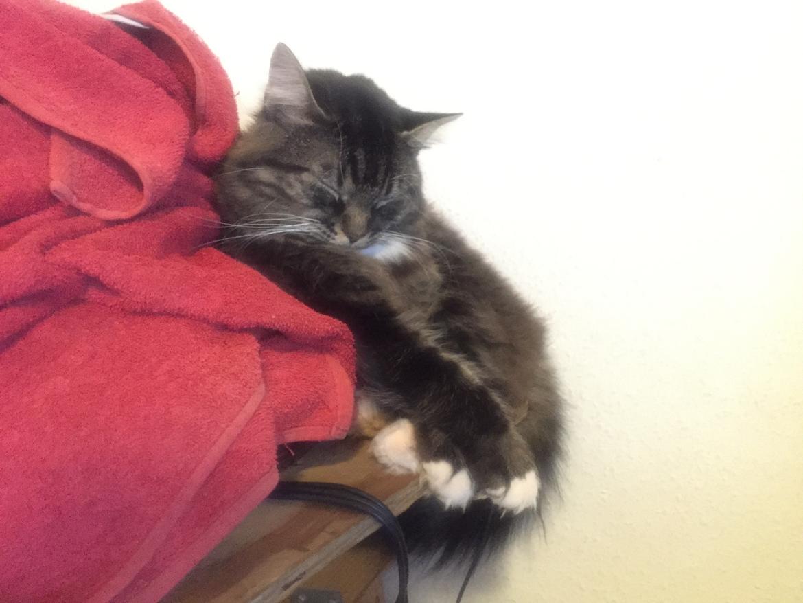 Blanding af racer Pico billede 18