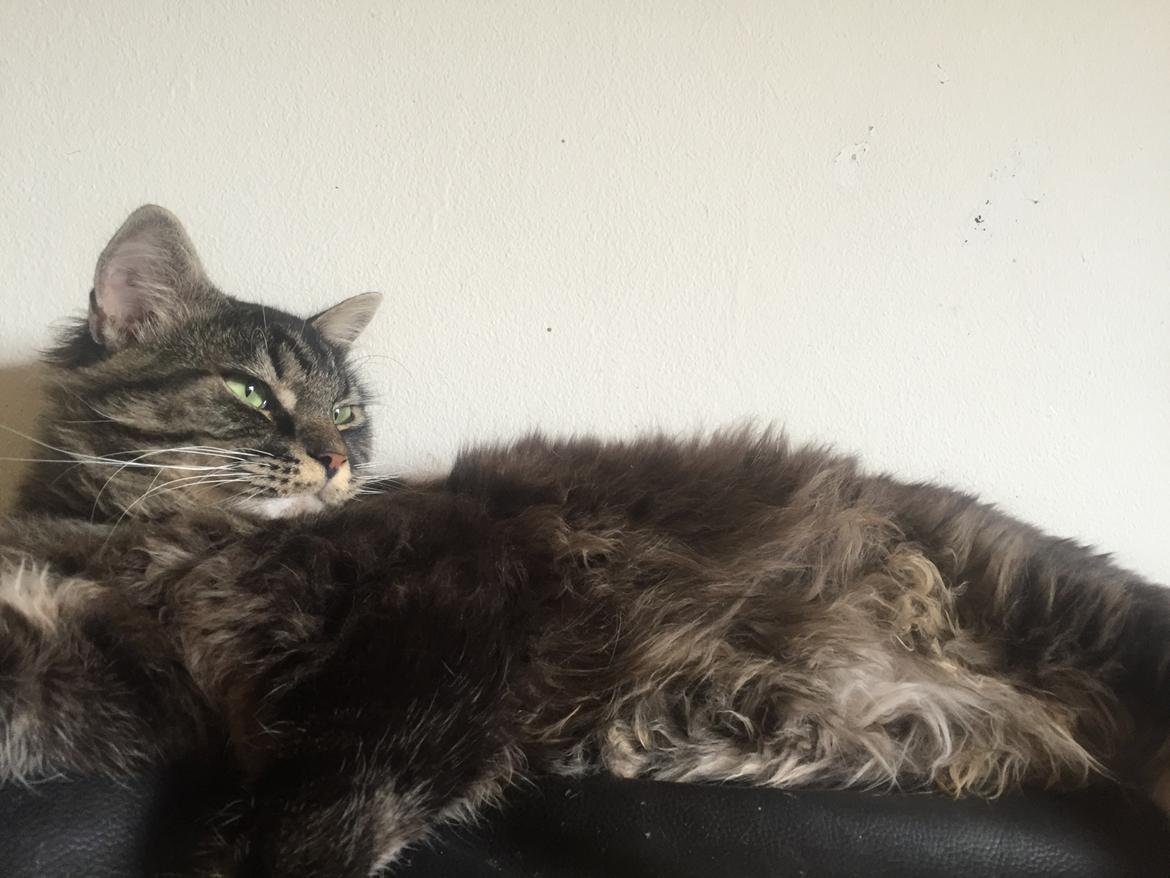 Blanding af racer Pico billede 16