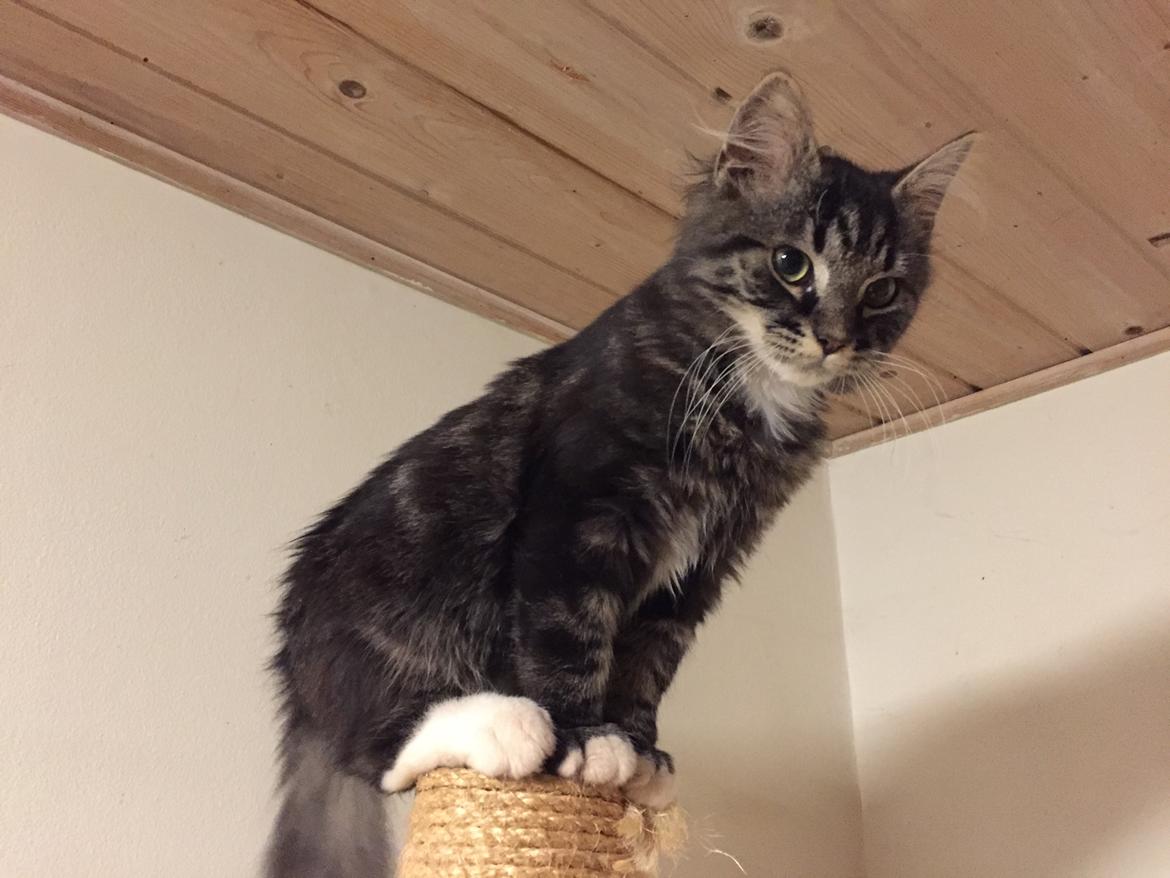 Blanding af racer Pico billede 17