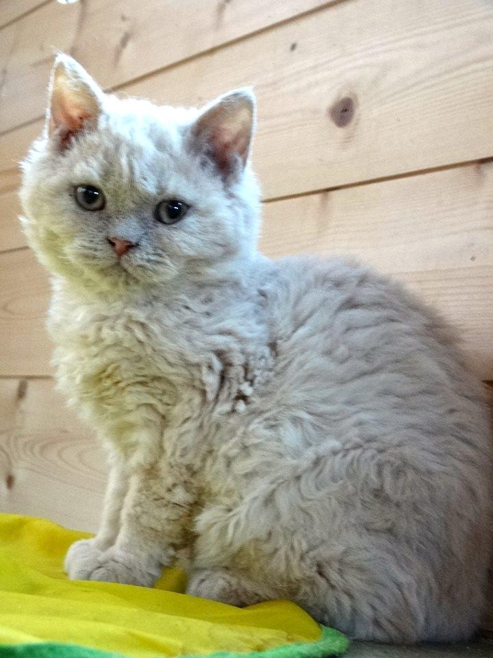 Selkirk Rex  Sofa Tigers Michigan - 16 uger- bilede taget af opdrætter billede 8