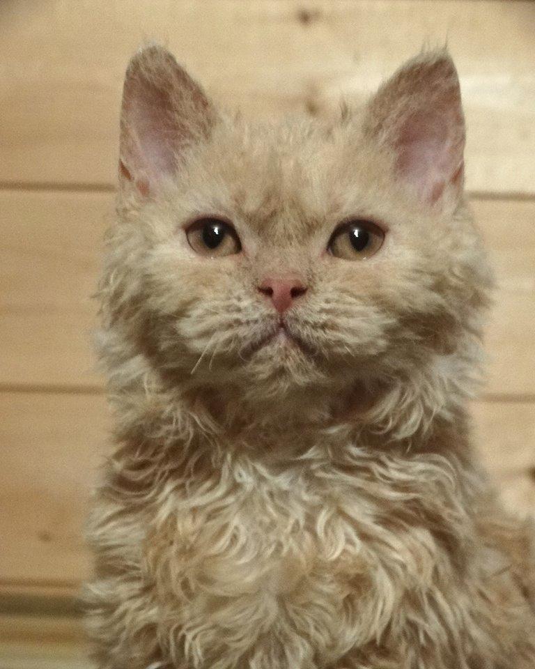 Selkirk Rex  Sofa Tigers Michigan - 4 måneder gammel dagen før han kommer til dk- billede taget af opdrætter billede 1