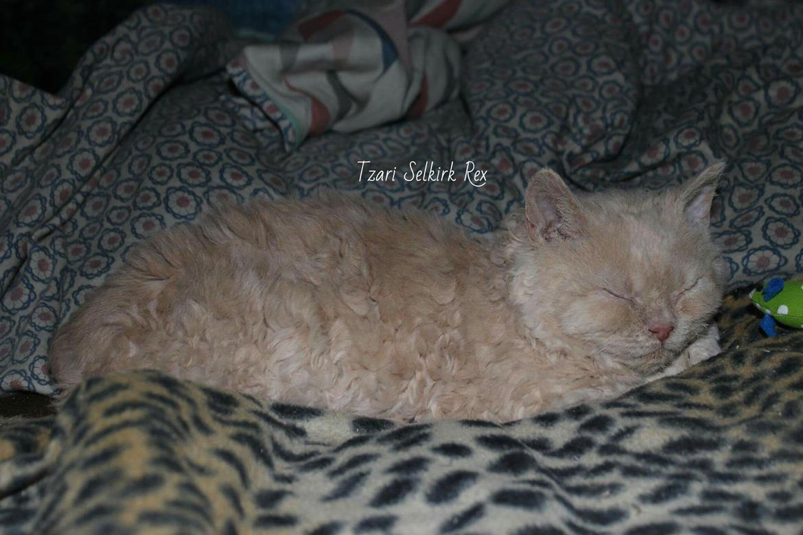 Selkirk Rex  Sofa Tigers Michigan billede 6