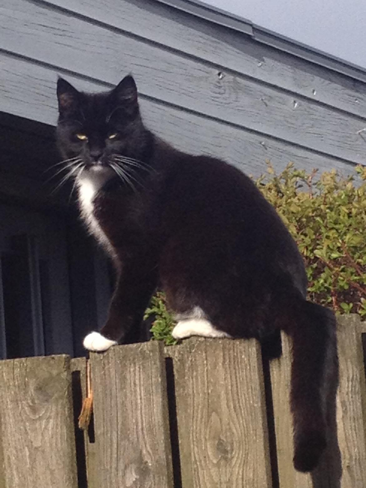 Blanding af racer Gerda <3 billede 1