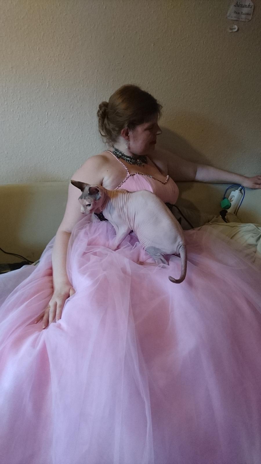 Sphynx Himmelkat Farao Ramses Raspberry Rynkeby - A-cat-sesories  billede 5